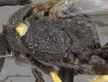 Media type: image;   Entomology 30478 Aspect: thorax, lateral
